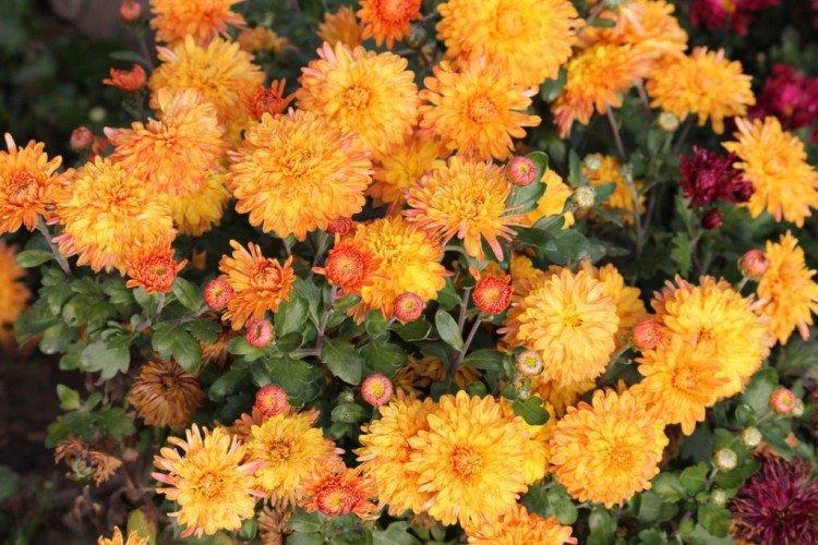 Золотой дукат - Лучшие сорта хризантем для Ленинградской области