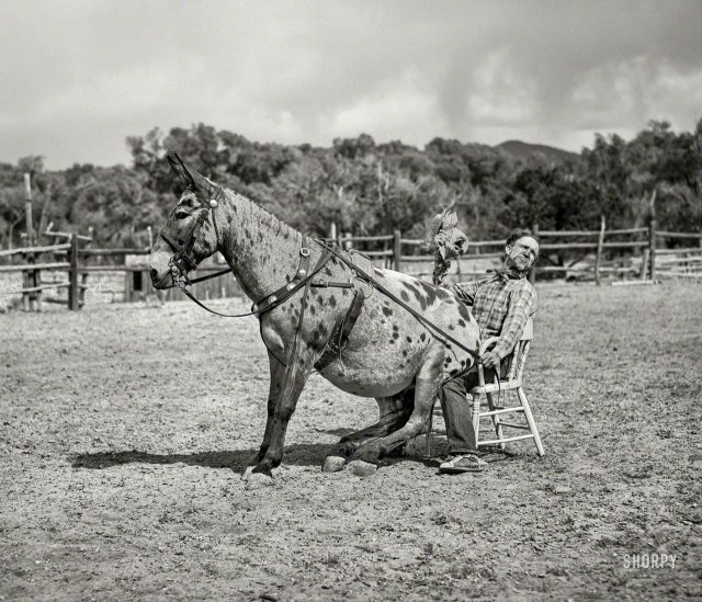 Мул и его хозяин развлекают публику на родео в Квемадо, Нью-Мексико, июнь 1940 года.