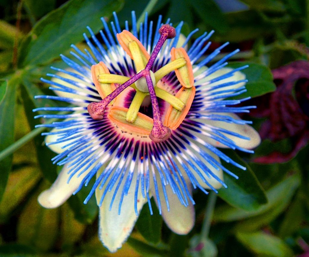 Самый прекрасный цветок в мире фото название