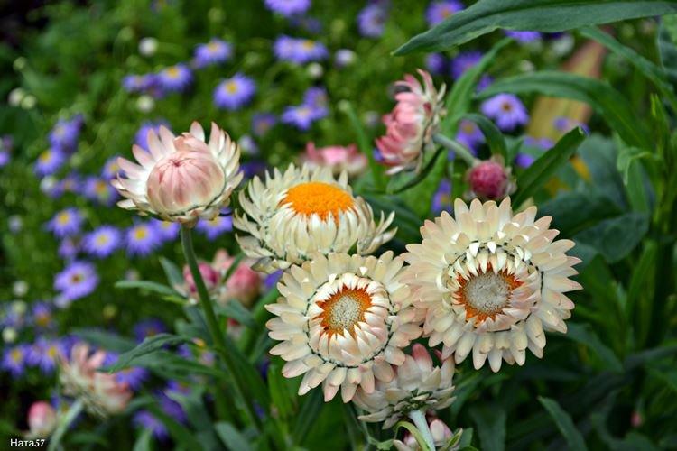 Маргариткоцветковый гелихризум - Цветы похожие на ромашки