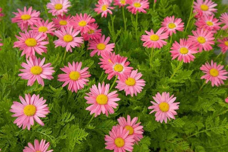 Пиретрум - Цветы похожие на ромашки