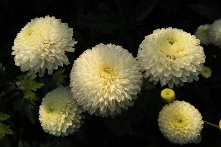 Хризантемы - фото