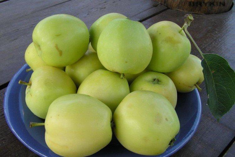 Дымчатый аркад - Летние сорта зеленых яблонь