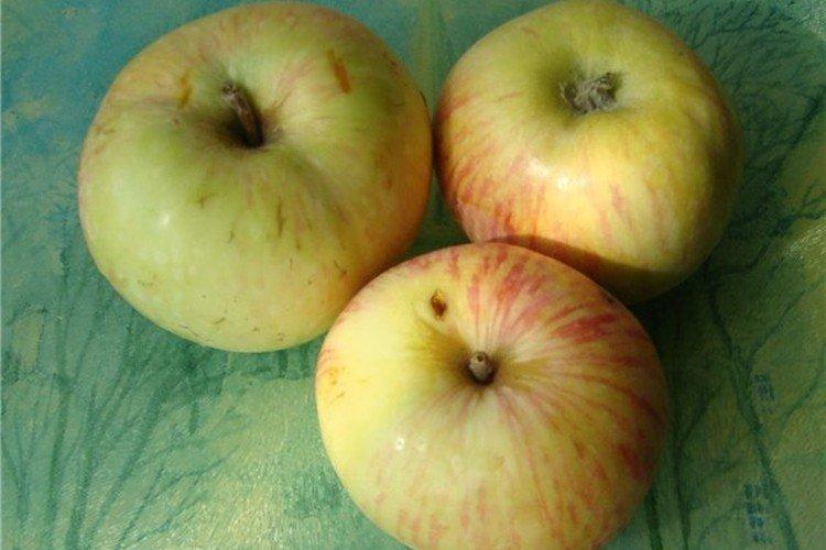 Белое астраханское - Летние сорта зеленых яблонь