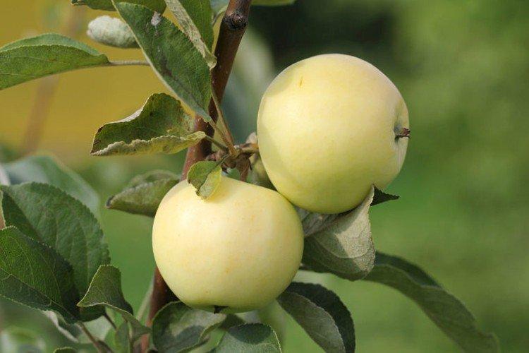 Белый налив - Летние сорта зеленых яблонь