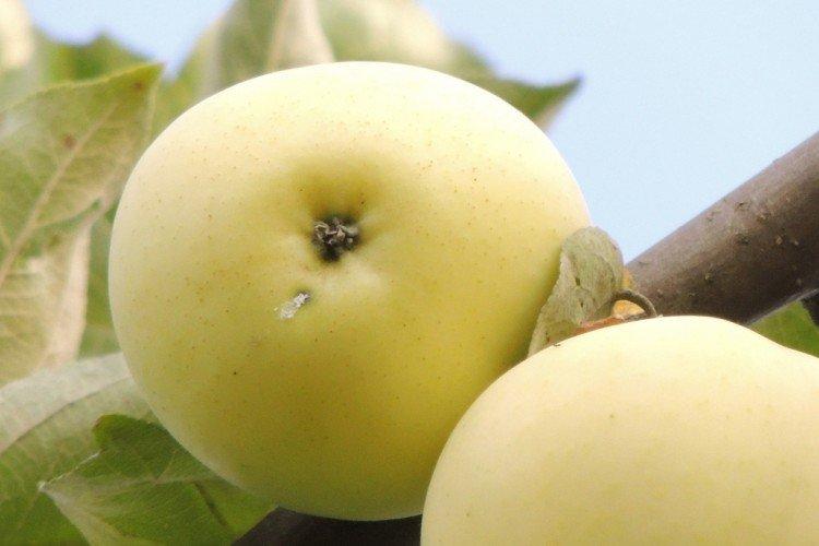 Летнее белое - Летние сорта зеленых яблонь