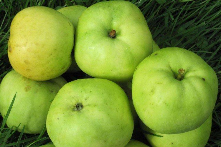 Антоновка - Осенние сорта зеленых яблонь