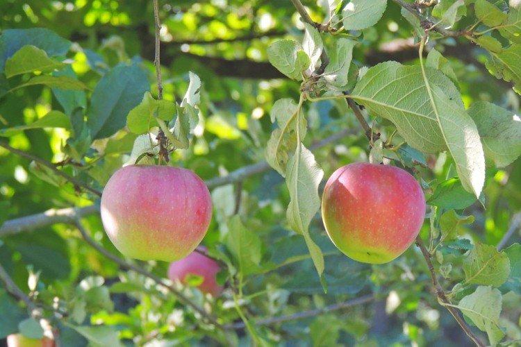 Слава Победителям - Осенние сорта зеленых яблонь