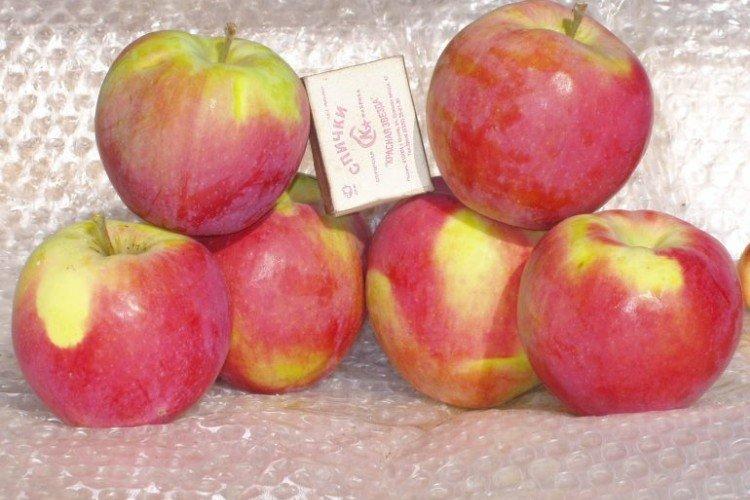 Анис свердловский - Осенние сорта зеленых яблонь