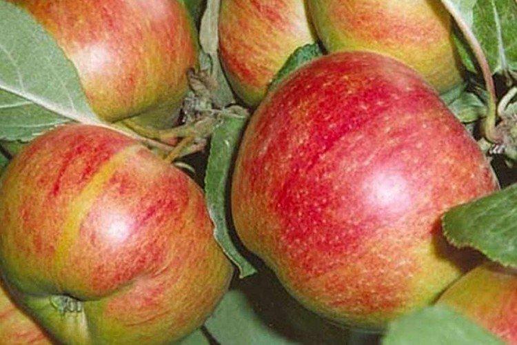 Коричное новое - Осенние сорта зеленых яблонь