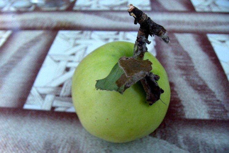 Ахтубинское - Осенние сорта зеленых яблонь