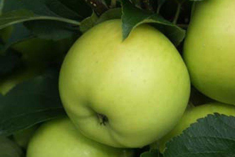 Гринсливз - Зимние сорта зеленых яблонь