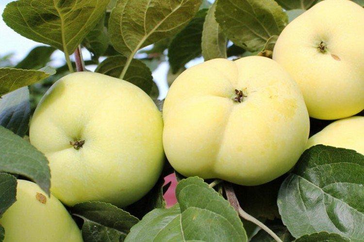 Папировка - Самые высокоурожайные сорта зеленых яблок