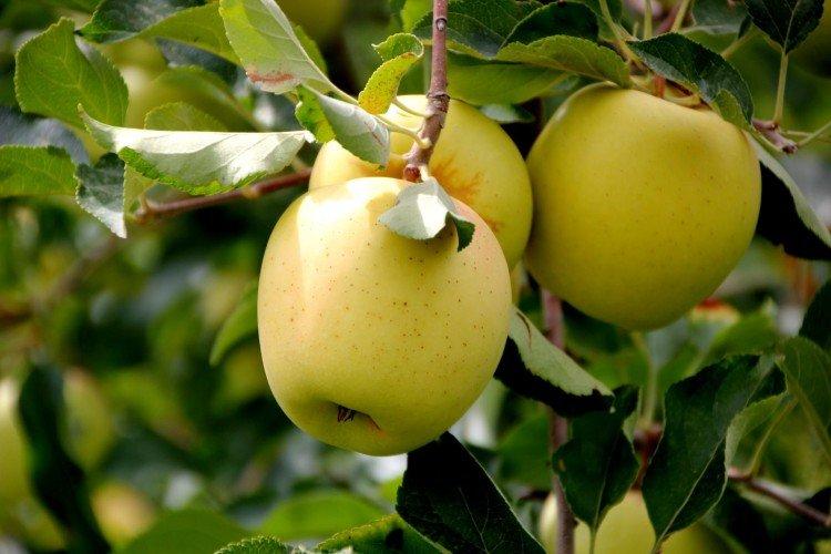 Голден делишес - Самые высокоурожайные сорта зеленых яблок