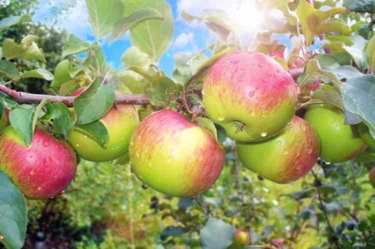 Уэлси - Самые высокоурожайные сорта зеленых яблок