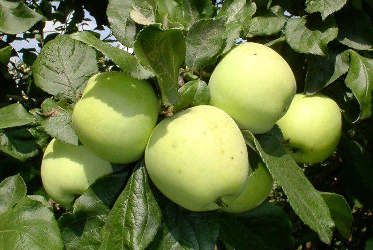 Московское позднее - Лучшие сорта зеленых яблок для Подмосковья