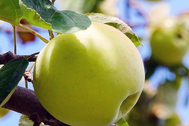 Золотая корона - Лучшие сорта зеленых яблок для Подмосковья