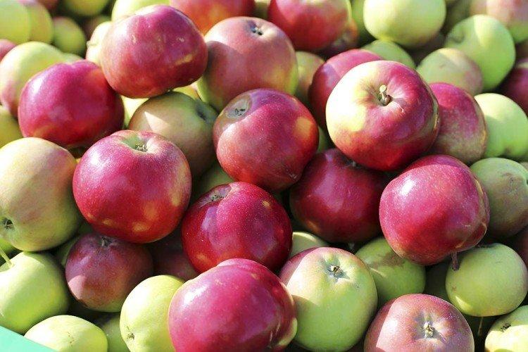 Эрли Женева - Лучшие сорта зеленых яблок для Подмосковья