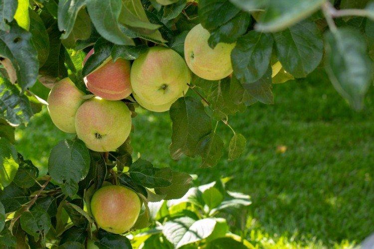 Подснежник - Лучшие сорта зеленых яблок для Урала и Сибири