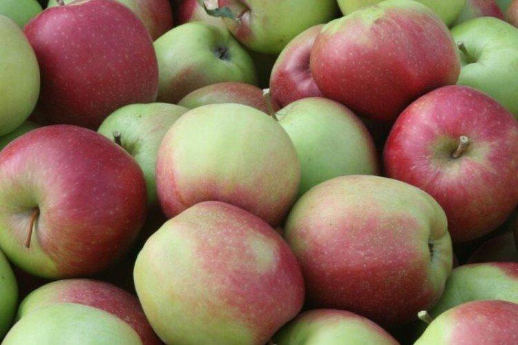 Линда - Лучшие сорта зеленых яблок для Ленинградской области
