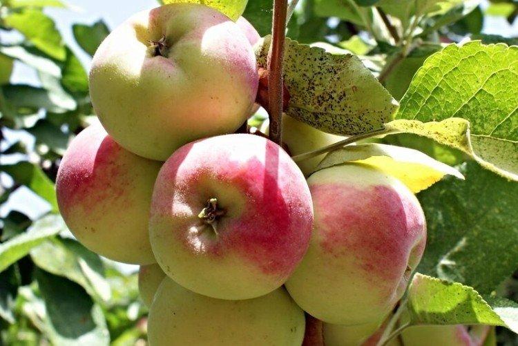 Розовый налив - Лучшие сорта зеленых яблок для Ленинградской области