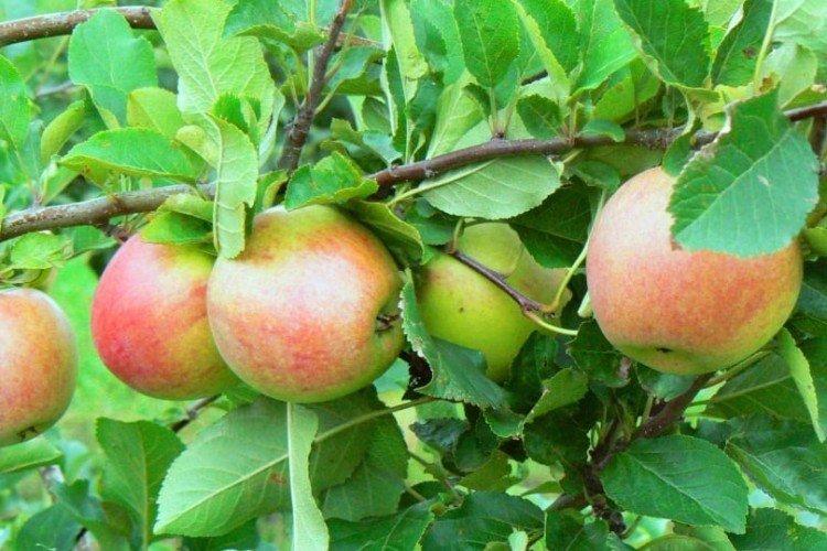 Джонаголд - Лучшие сорта зеленых яблок для Ленинградской области