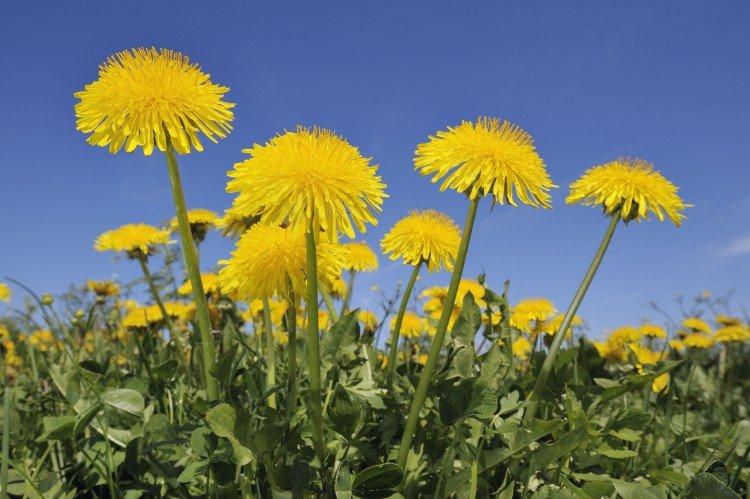 Одуванчик - Луговые и полевые цветы