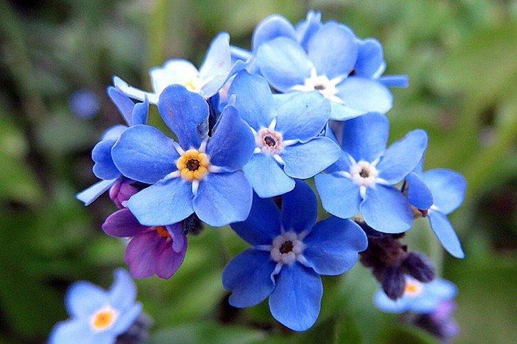 Незабудки - Многолетние цветы для дачи