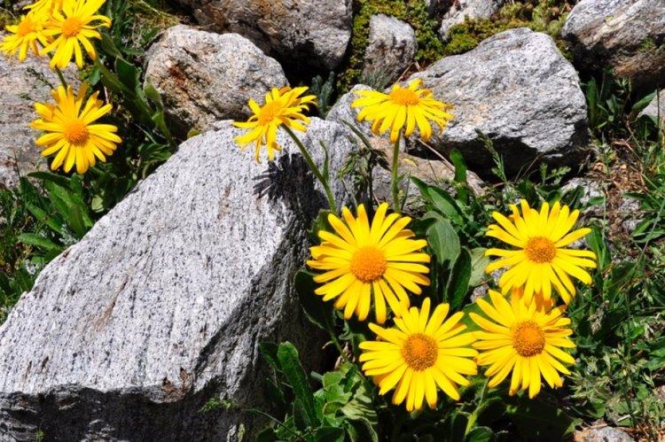 Арника - Многолетние цветы для дачи