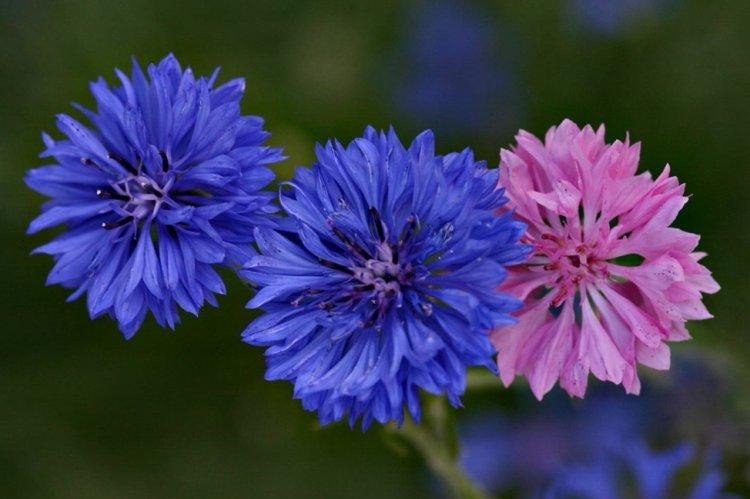 Васильки - Многолетние цветы для дачи