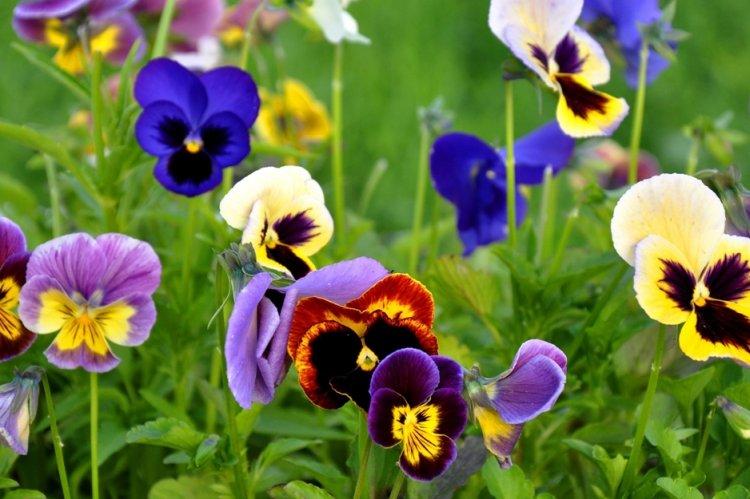 Анютины глазки - Многолетние цветы для дачи