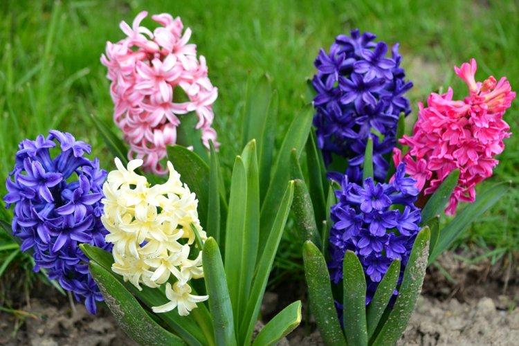 Гиацинты - Многолетние цветы для дачи