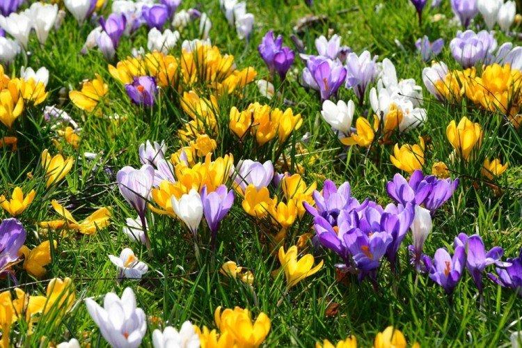 Крокусы - Многолетние цветы для дачи