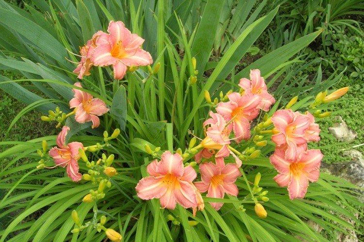 Лилейники - Многолетние цветы для дачи