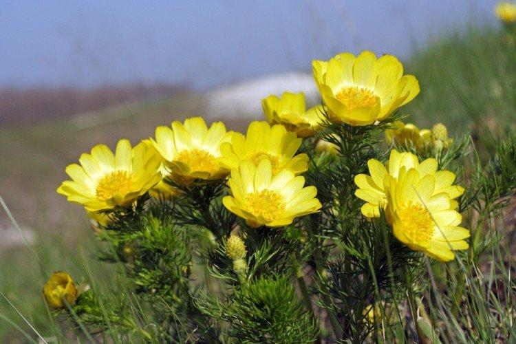 Адонис - Многолетние цветы для дачи