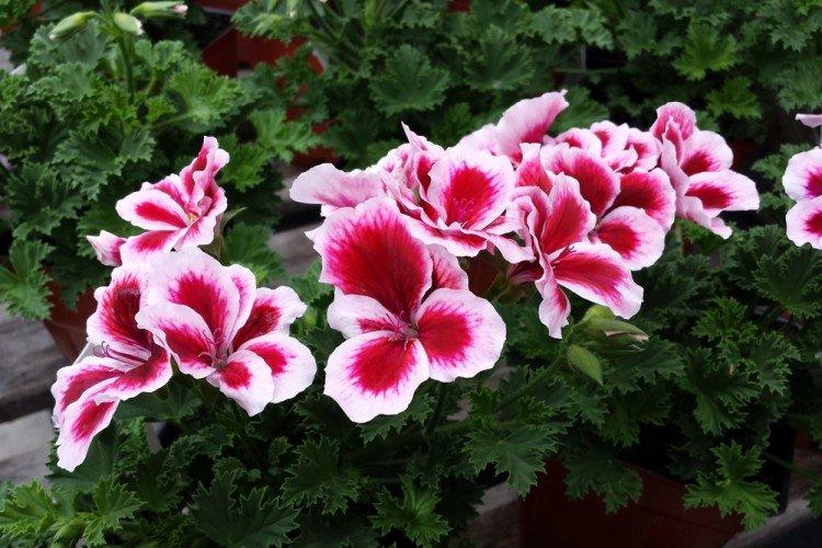Пеларгония - Многолетние цветы для дачи