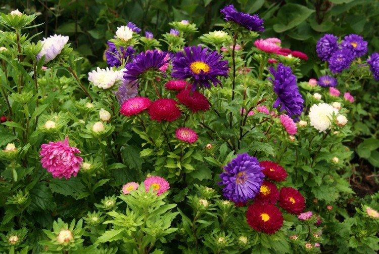 Астры - Многолетние цветы для дачи