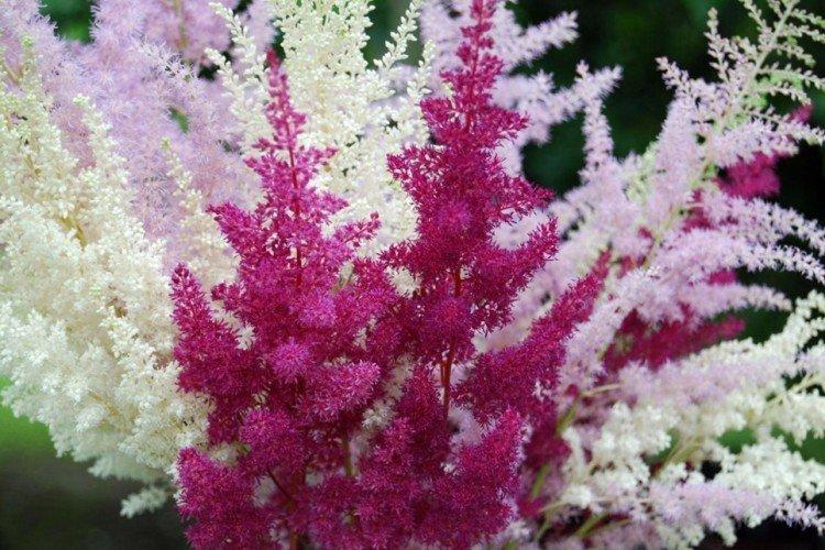 Астильба - Многолетние цветы для дачи