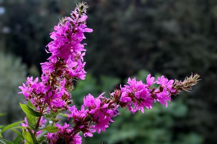 Дербенник - Садовые цветы, которые цветут все лето
