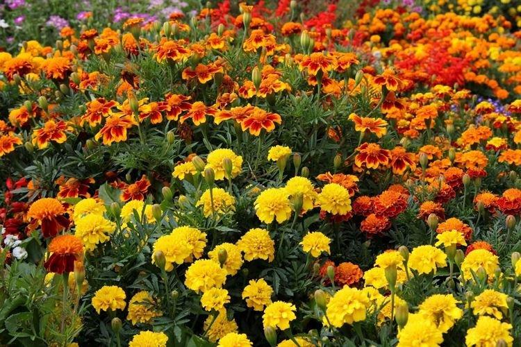 Бархатцы - Садовые цветы, которые цветут все лето