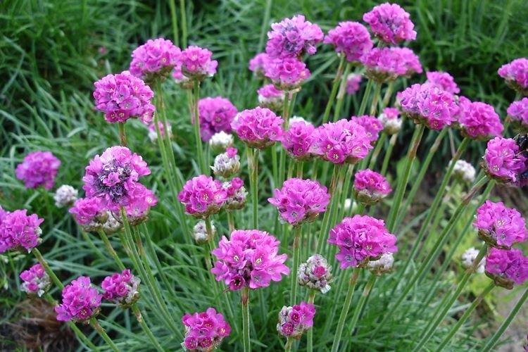 Армерия приморская - Садовые цветы, которые цветут все лето