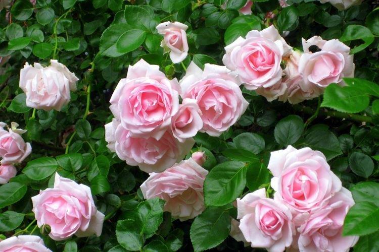 Роза - Садовые цветы, которые цветут все лето