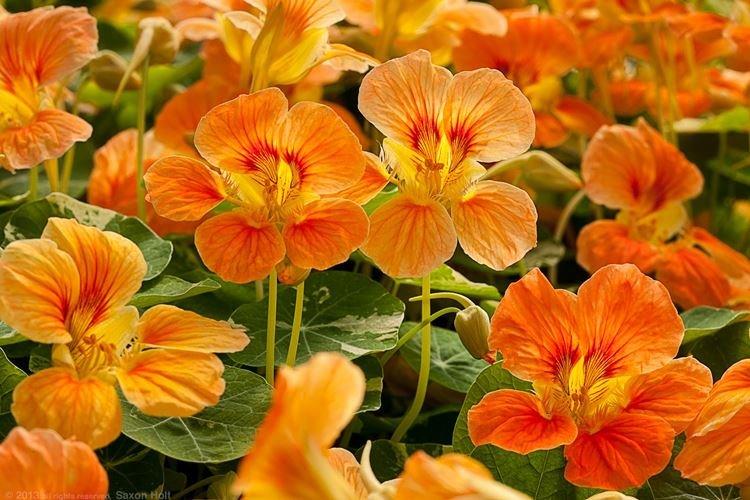 Настурция - Садовые цветы, которые цветут все лето
