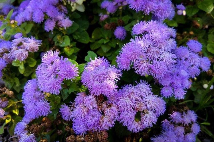 Агератум - Садовые цветы, которые цветут все лето