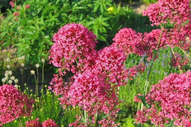 Красная валериана - Садовые цветы, которые цветут все лето