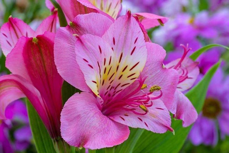 Альстромерия - Самые красивые цветы в мире