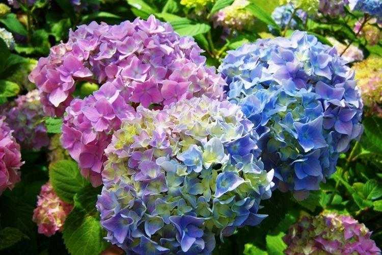 Гортензия - Самые красивые цветы в мире