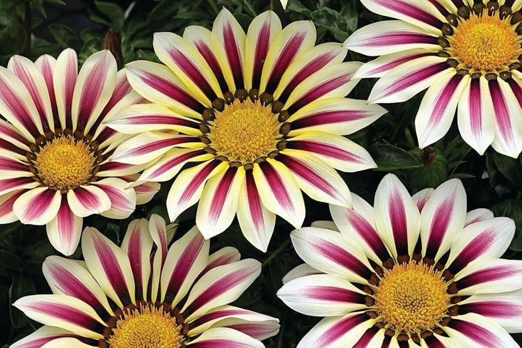 Газания - Самые красивые цветы в мире