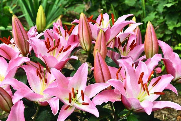 Лилия - Самые красивые цветы в мире
