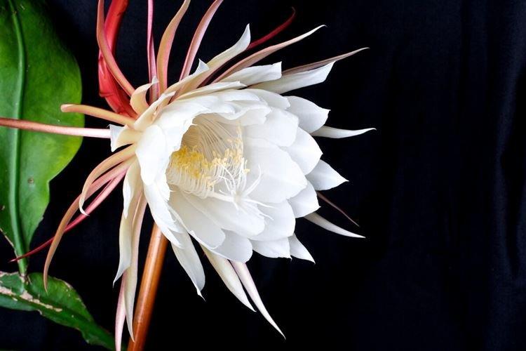 Кадупул - Самые красивые цветы в мире